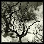 Dream Catcher by Elena Bouvier